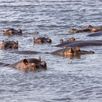 Nijlpaarden Ngorongoro Tanzania